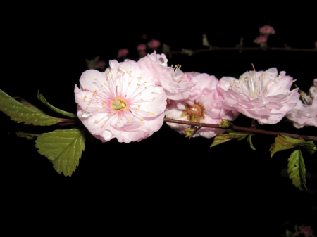 Beautiful beautiful flowers bloom