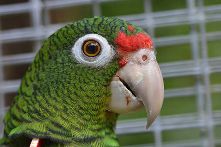 Puerto Rican Parrot profile
