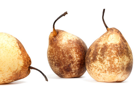 Pears photo