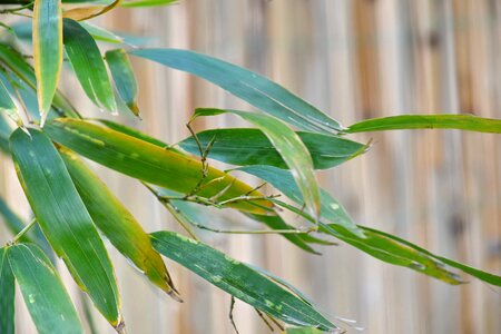 Bamboo green leaves spring time photo