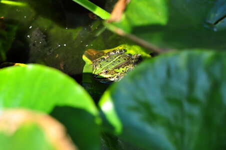 Frog in garden pond photo