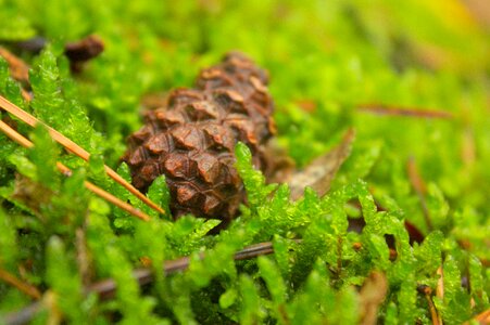 Forest landscape forests