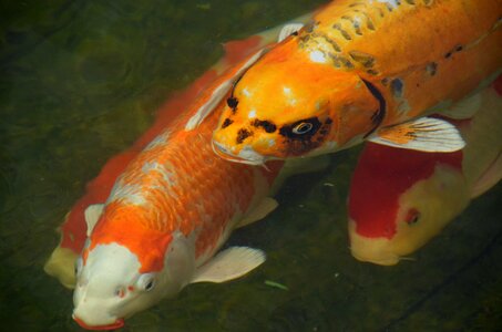 Pond water orange photo