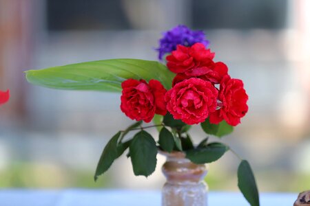 Vase petal roses photo