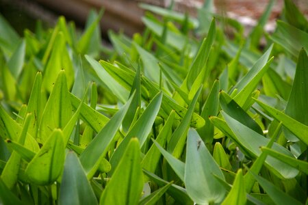 Soft green nature photo