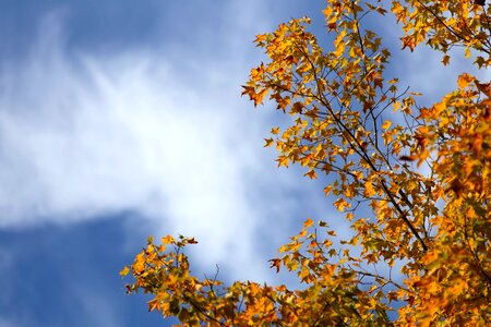 Autumn autumn season blue sky photo