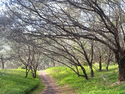 Woods forest path nature photo