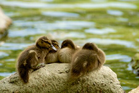 Mallards young rest