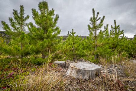 Beaverhead Deerlodge National Forest in Montana