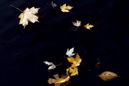 Background october autumnal