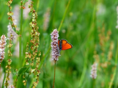 Orange lycaena dispar butterflies