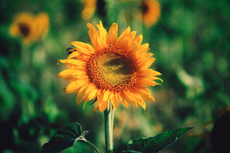 Closeup of Single Sunflower photo