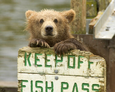 Brown bear cub-2