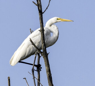Egret standing on a tree photo