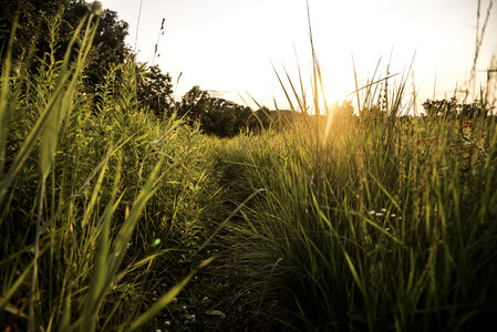 Sunset over the tall grass of the Hiking Trail at Cross Plains State Park photo