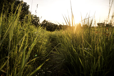 Sunset over the tall grass of the Hiking Trail at Cross Plains State Park