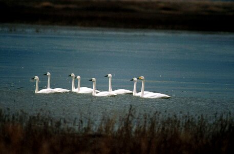 Flock lake tundra