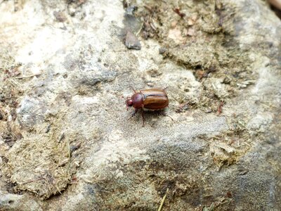Krabbeltier ribbed nicole beetle amphimallon solstitiale