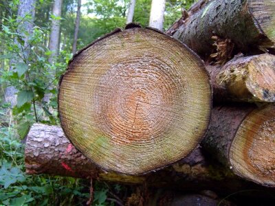 Disk tree trunk