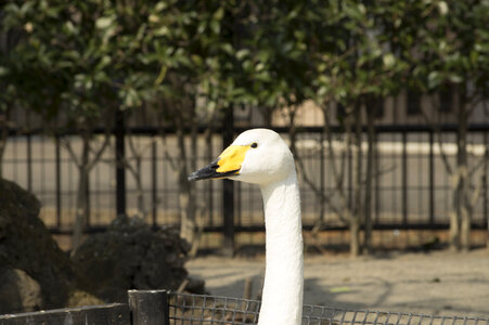 4 Swan photo