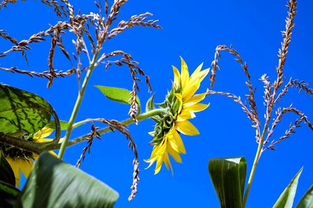 Agriculture blue sky flora photo