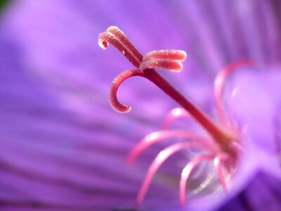Flower purple macro photo