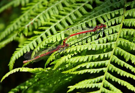 Dragonfly environment fern photo