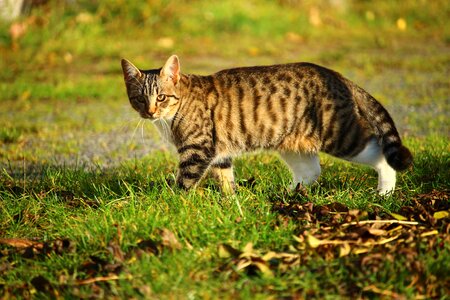 Animal cat claw photo