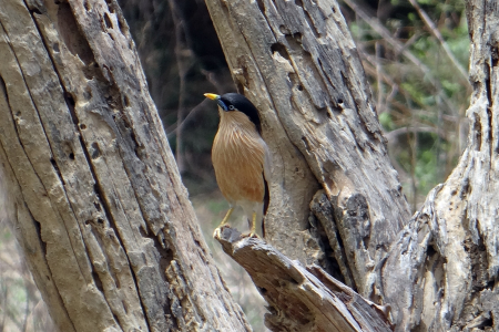 Sturnia pagodarum myna bird