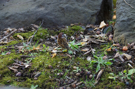 3 Sparrow