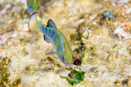Ash Meadows Amargosa pupfish-1