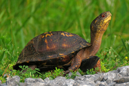 Eastern box turtle-4 photo