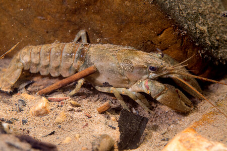 Allegheny Crayfish-1
