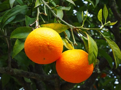Citrus fruit tree evergreen photo