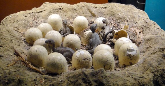 Prehistoric jurassic nest