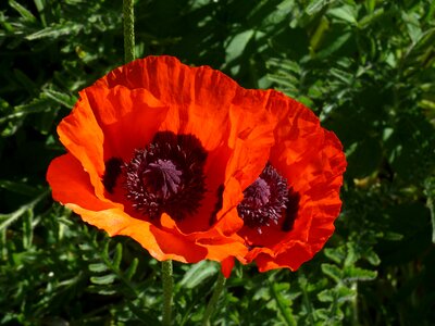 Poppy poppy spring orange