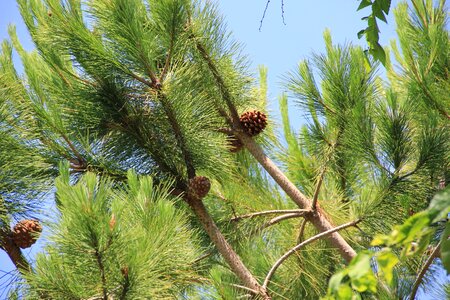 Branch branches conifer