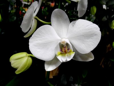 Botanical orchid white photo