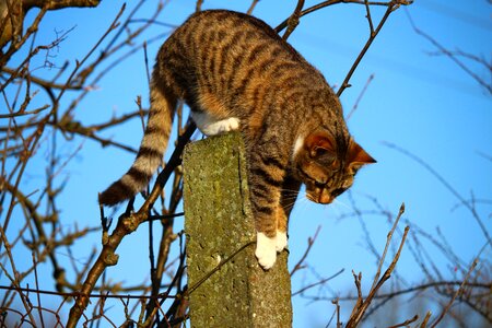 Animal cat claw
