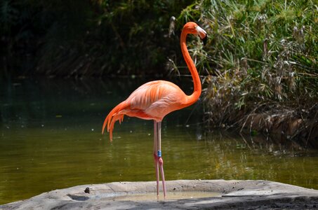 Water water bird pink
