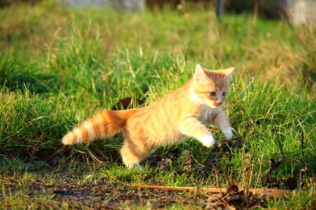 Animal cat claw