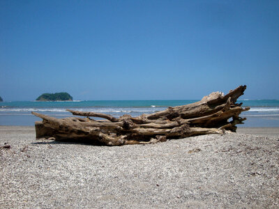 Log on sandy beach in Costa Rica