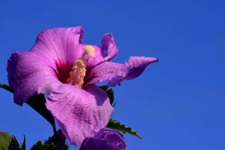 Beautiful Flowers bloom blooming photo