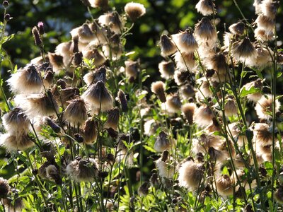 Seeds was faded autumn photo