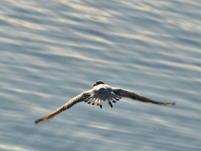 Fast flight movement photo