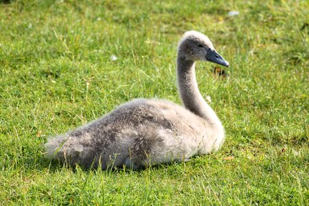 Water bird bird animals