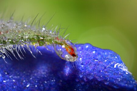 Nature dew drip photo