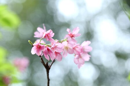 Pink plant nature