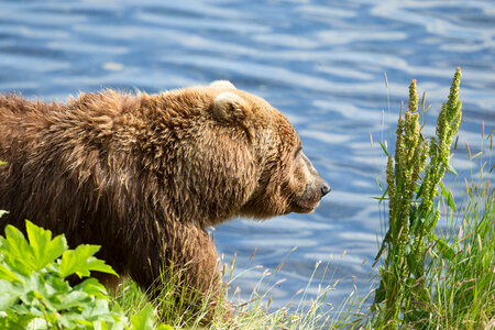 Kodiak brown bear-1