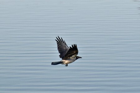 Crow flying flyover